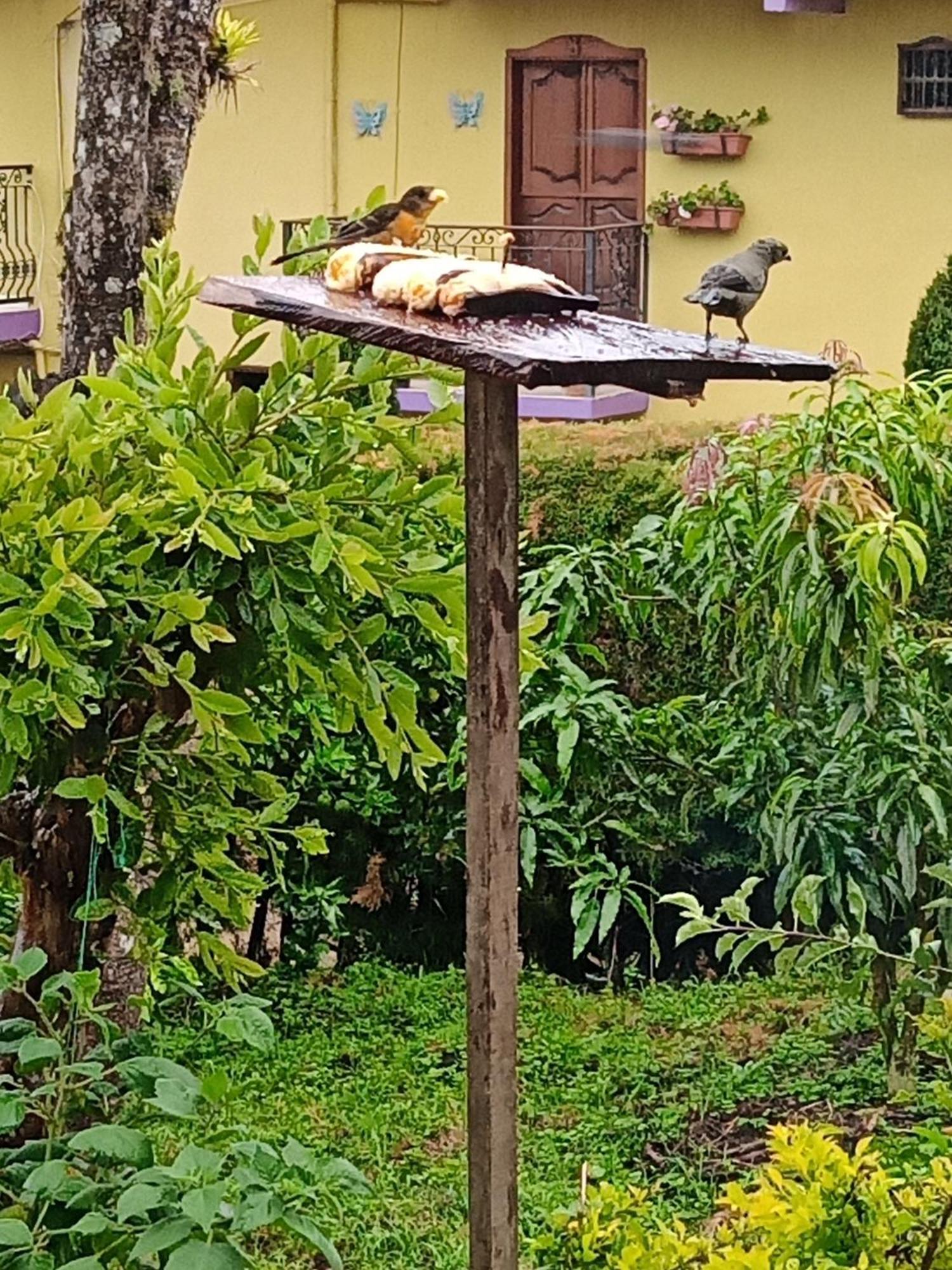 Bird House - Apartament Jardín Zewnętrze zdjęcie