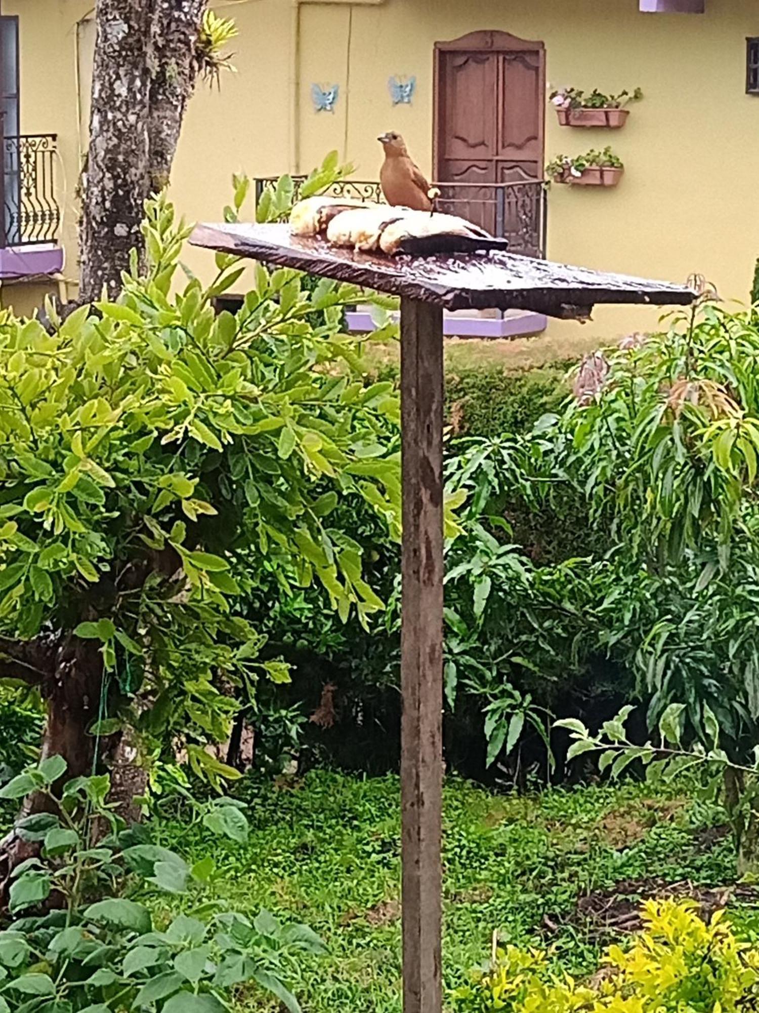 Bird House - Apartament Jardín Zewnętrze zdjęcie